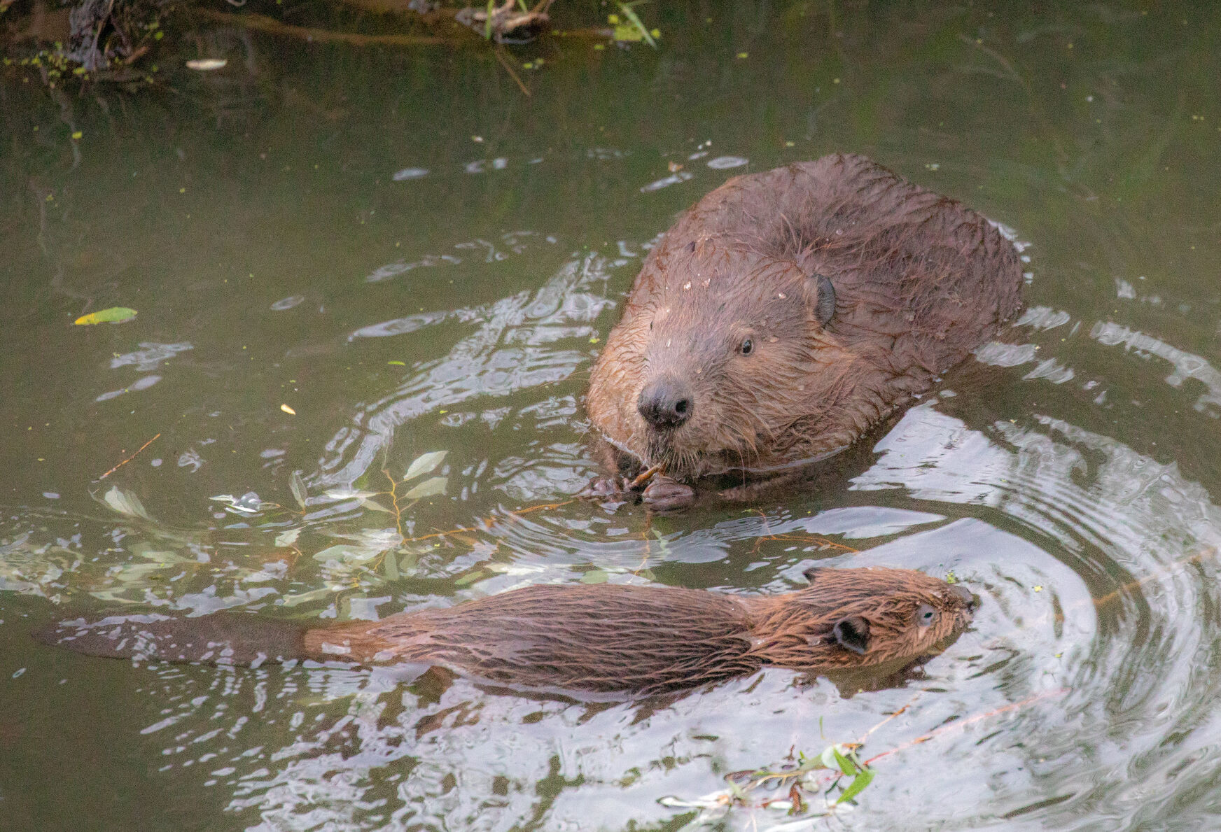 Beaver Lodge Summer 2021